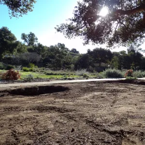 New oaks arrive at SBBG, Meadow Oaks 