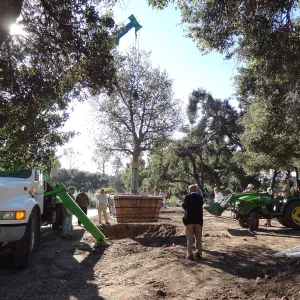 New oaks arrive at SBBG, Meadow Oaks 