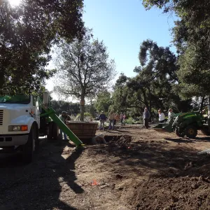 New oaks arrive at SBBG, Meadow Oaks 
