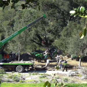 New oaks arrive at SBBG, Meadow Oaks 