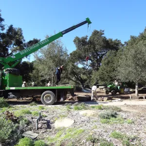 New oaks arrive at SBBG, Meadow Oaks 