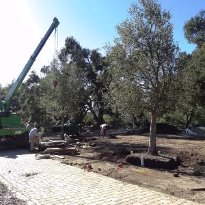 New oaks arrive at SBBG, Meadow Oaks 