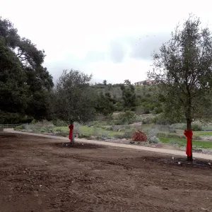 Red ribbons, new oaks (Coastal Live Oak) arrive at SBBG, Meadow Oaks 