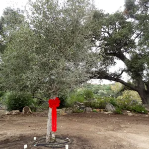 Red ribbons, new oaks (Coastal Live Oak) arrive at SBBG, Meadow Oaks 