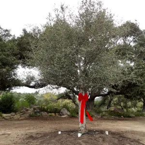 Red ribbons, new oaks (Coastal Live Oak) arrive at SBBG, Meadow Oaks 
