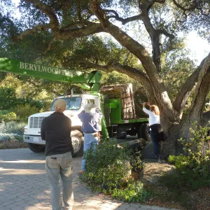 Delivery and placement of two new oak trees (Coastal Live Oak) in the Meadow Oaks display
