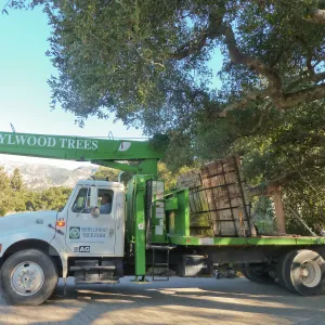 Delivery and placement of two new oak trees (Coastal Live Oak) in the Meadow Oaks display
