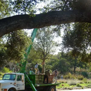 Delivery and placement of two new oak trees (Coastal Live Oak) in the Meadow Oaks display
