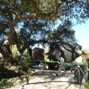 Delivery and placement of two new oak trees (Coastal Live Oak) in the Meadow Oaks display