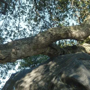Delivery and placement of two new oak trees (Coastal Live Oak) in the Meadow Oaks display