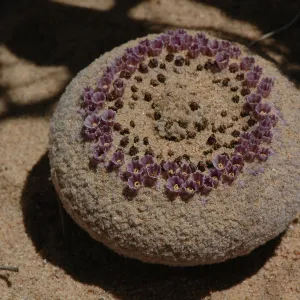 Pholisma sonorae, sand food