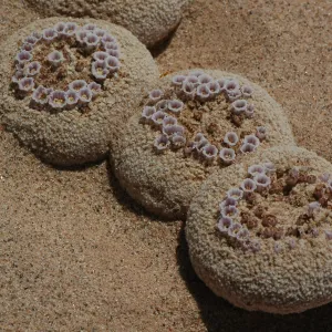 Pholisma sonorae, sand food