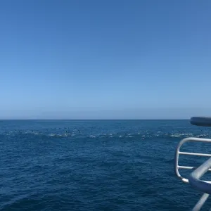 Steve Junak Retirement Trip to Santa Cruz Island