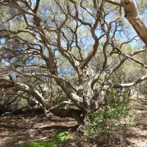 Steve Junak Retirement Trip to Santa Cruz Island
