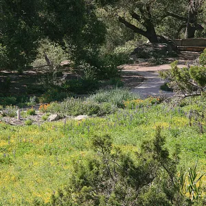 Wildflowers in the Meadow, view from parking lot