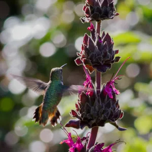 Hummingbird Visiting Hummingbird Sage at the Santa Barbara Botanic Garden