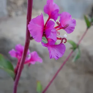 Clarkia in bloom at the Santa Barbara Botanic Garden