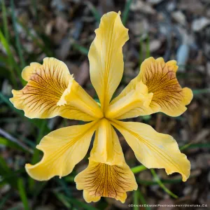 Yellow Iris flower at the Santa Barbara Botanic Garden