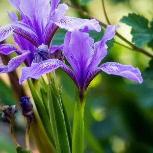 Iris blooming at the Santa Barbara Botanic Garden