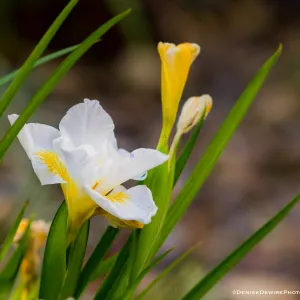 Iris blooming at the Santa Barbara Botanic Garden