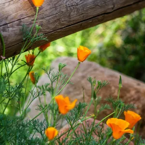 California poppies at the Santa Barbara Botanic Garden