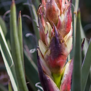 Agave (Century Plant) at the Santa Barbara Botanic Garden