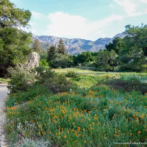 Spring wildflowers in the Meadow at the Santa Barbara Botanic Garden