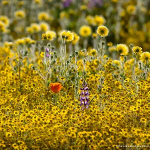 Spring wildflowers in the Meadow at the Santa Barbara Botanic Garden