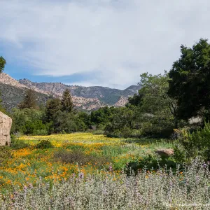 Spring wildflower display in the Meadow at the Santa Barbara Botanic Garden
