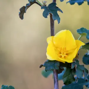 Fremontia, Flannelbush
