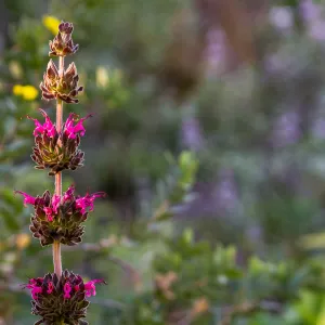 Hummingbird Sage