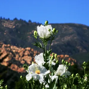 Matilija Poppies in Meadow