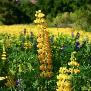 Golden Lupine in Meadow