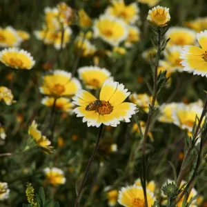 Tidytips in Meadow with Bee