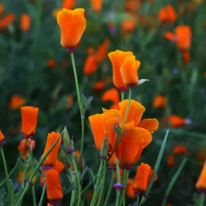 California Poppies in Meadow