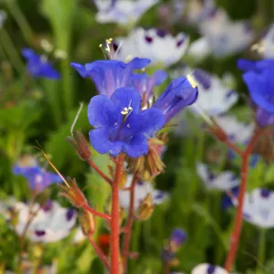 Flowers in Meadow