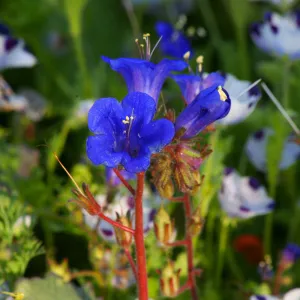 Flowers in Meadow