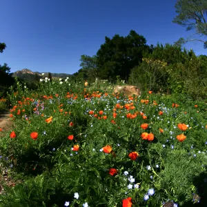 Flowers in Meadow