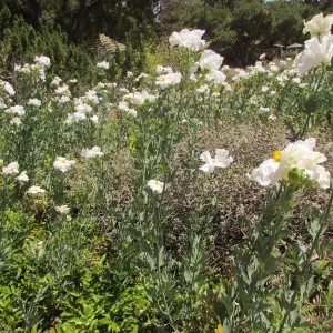 Matilija Poppies