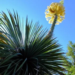 Our Lord's Candle Across from SBBG Parking Lot Entrance