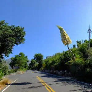 Our Lord's Candle Across from SBBG Parking Lot Entrance