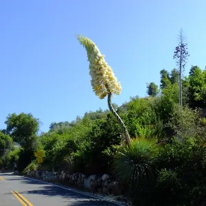 Our Lord's Candle Across from SBBG Parking Lot Entrance