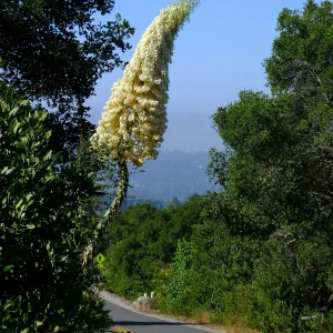 Our Lord's Candle Across from SBBG Parking Lot Entrance