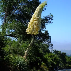Our Lord's Candle Across from SBBG Parking Lot Entrance