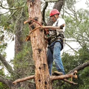 Giant Sequoia Removal