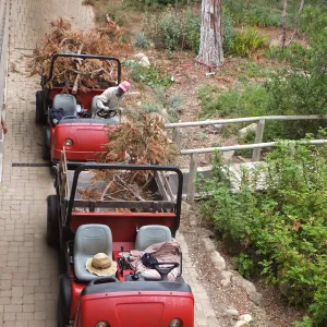 Giant Sequoia Removal