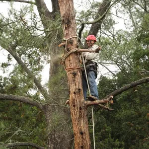 Giant Sequoia Removal