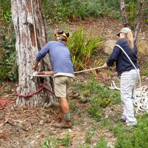 Giant Sequoia Removal