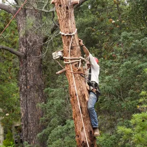 Giant Sequoia Removal