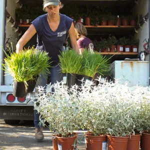 Fall Plant Sale 2014 Preparations